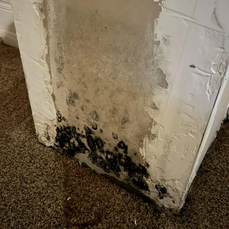 Professional Mold Removal in Johnstown, CO
